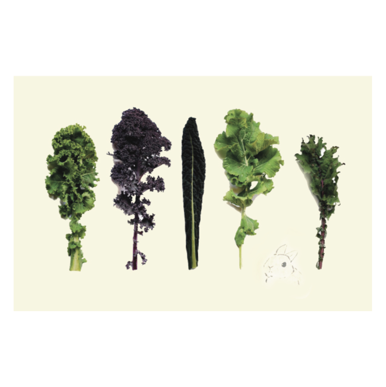 Paper Placemats - Kale