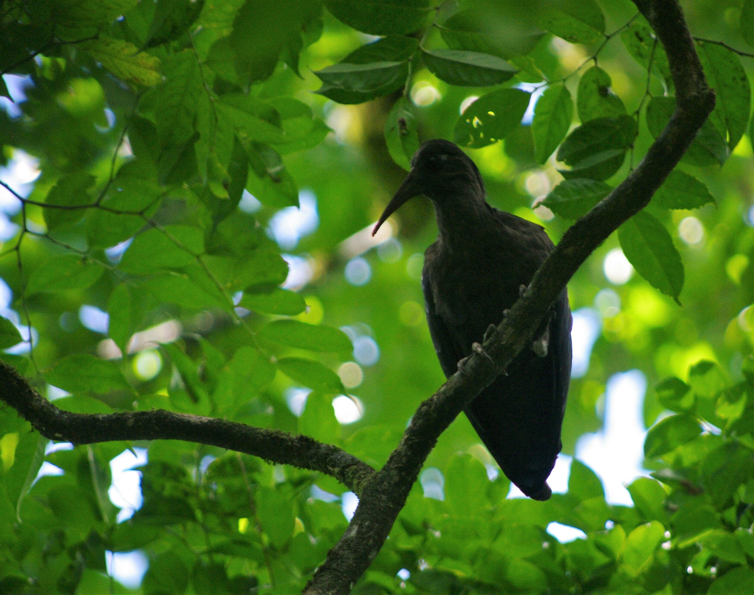 Ibis de São Tomé © J.B. Deffontaines