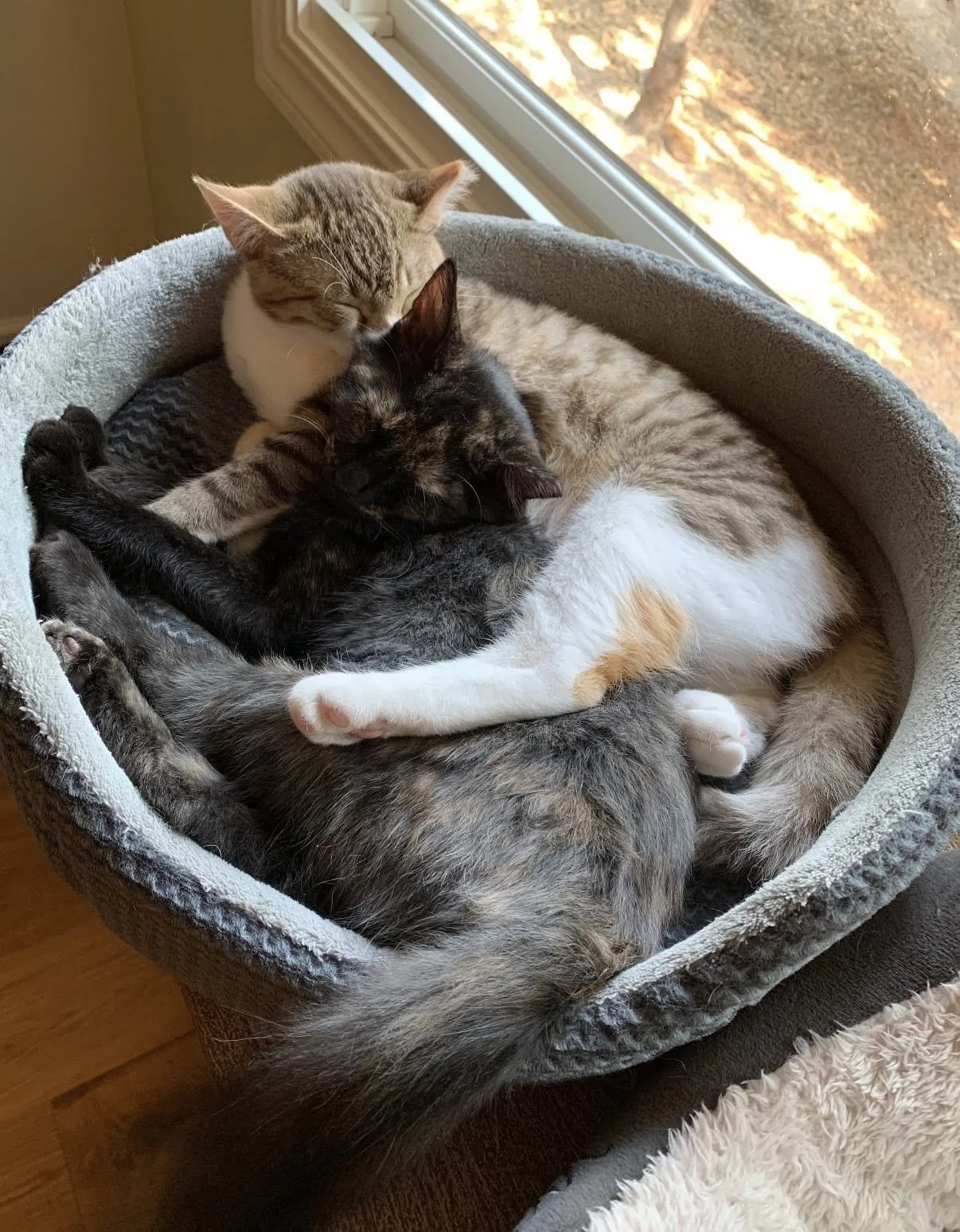 Poppy & Rose 