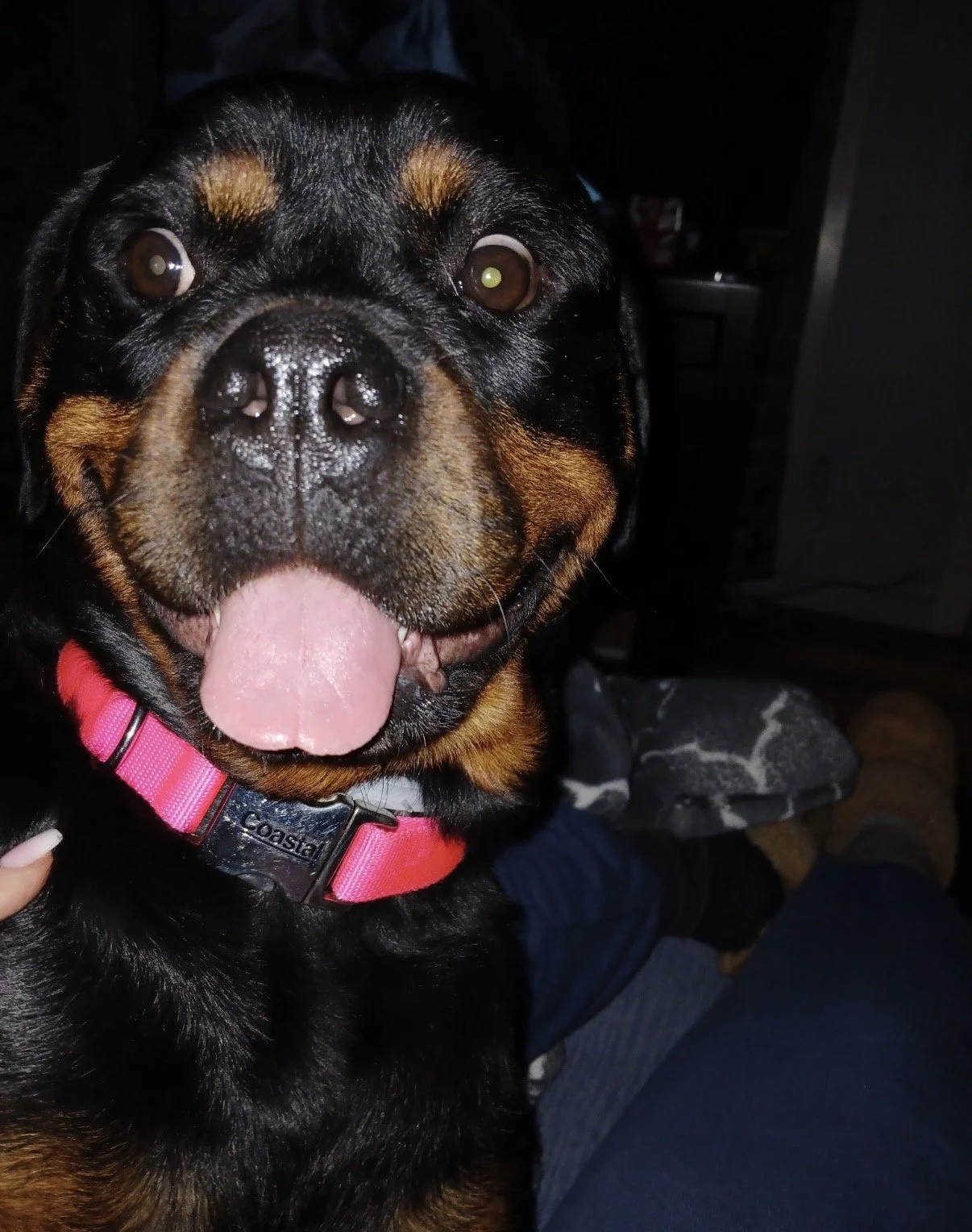 Courtesy Post - Rosie the Rottie
