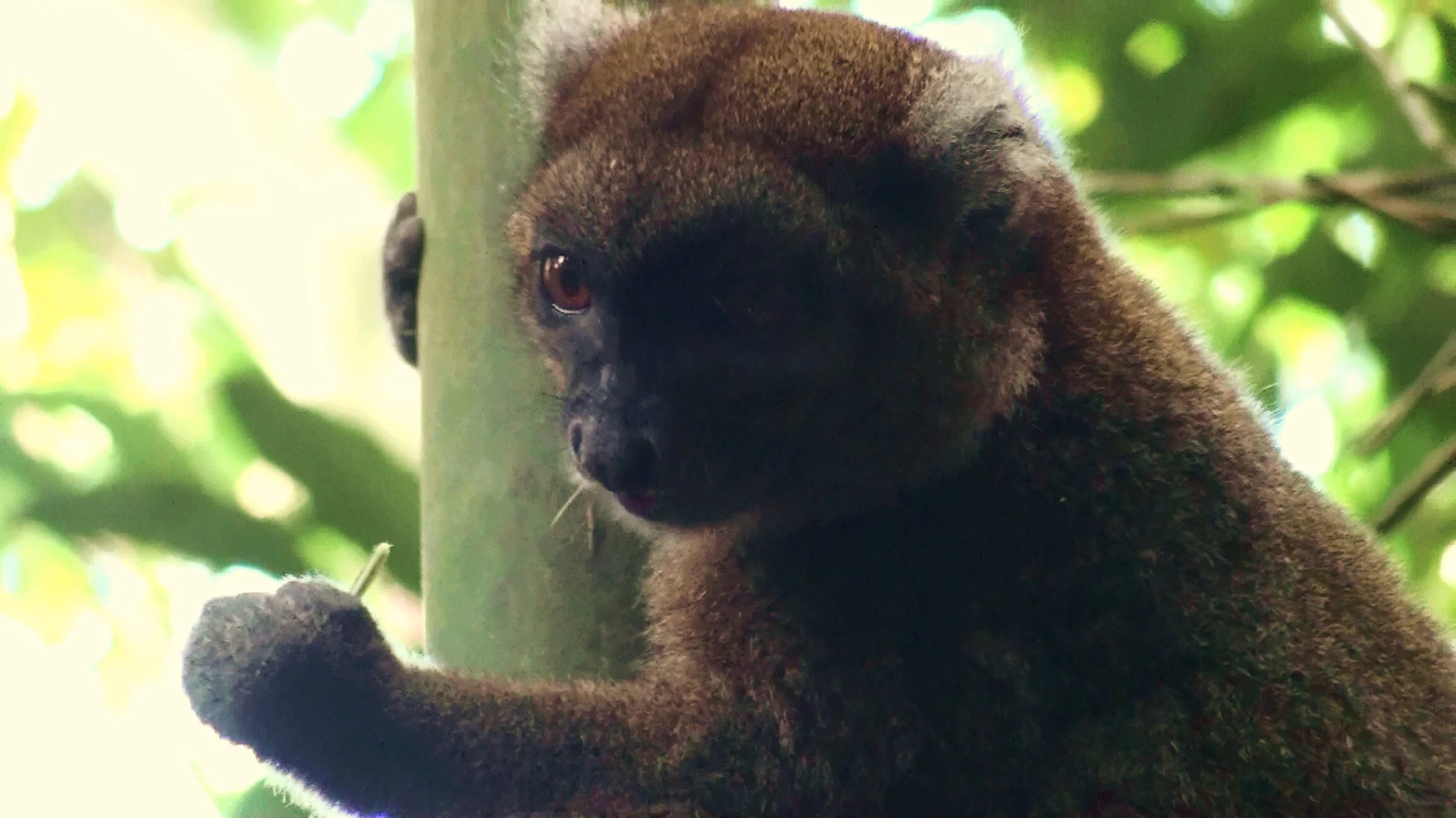 Prolemur simus, the greater bamboo lemur. Rediscovered by Dr. Patricia Wright after it was presumed extinct.