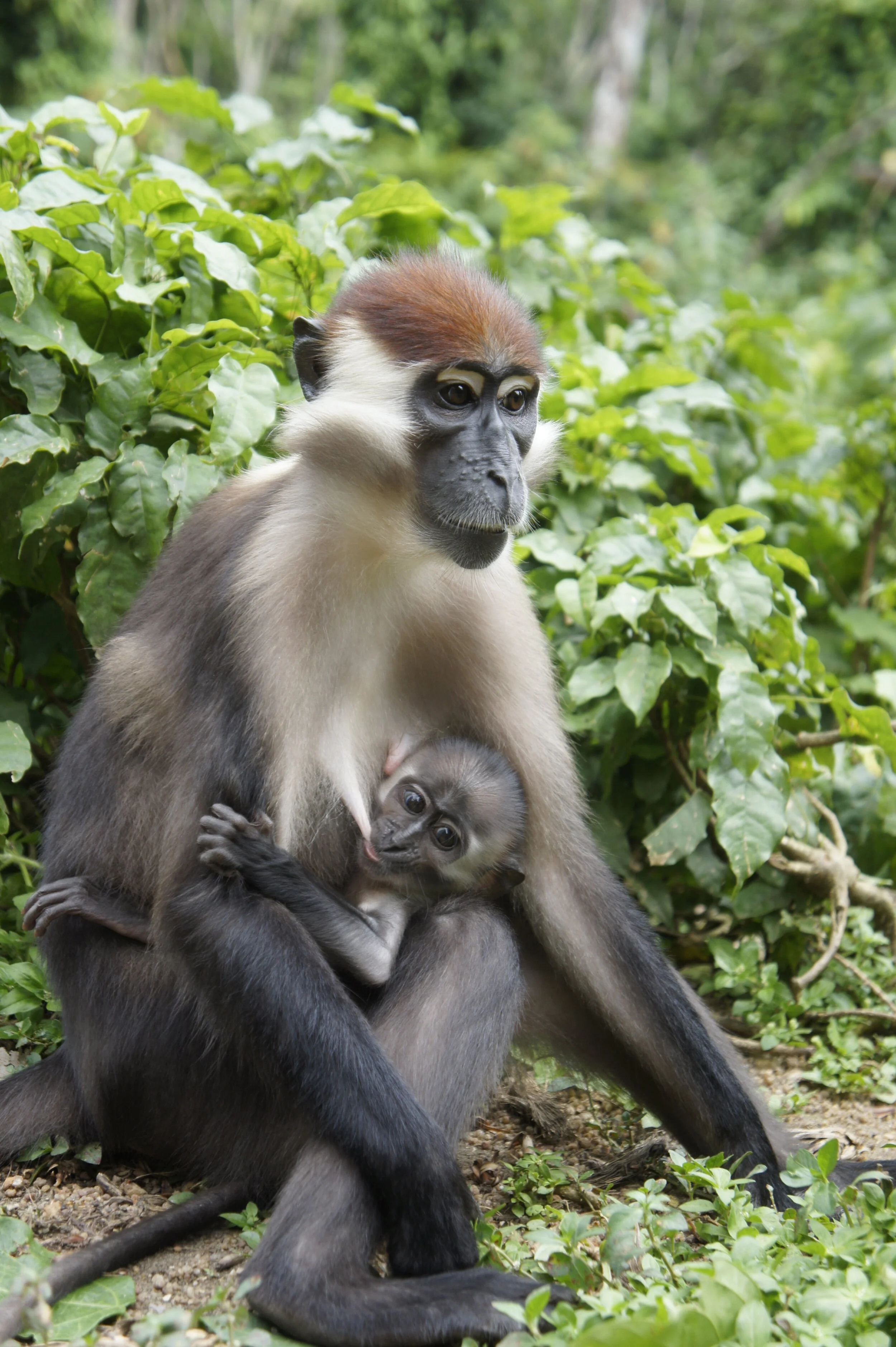 Red-capped mangabey (Cercocebus torquatus) female and infant.