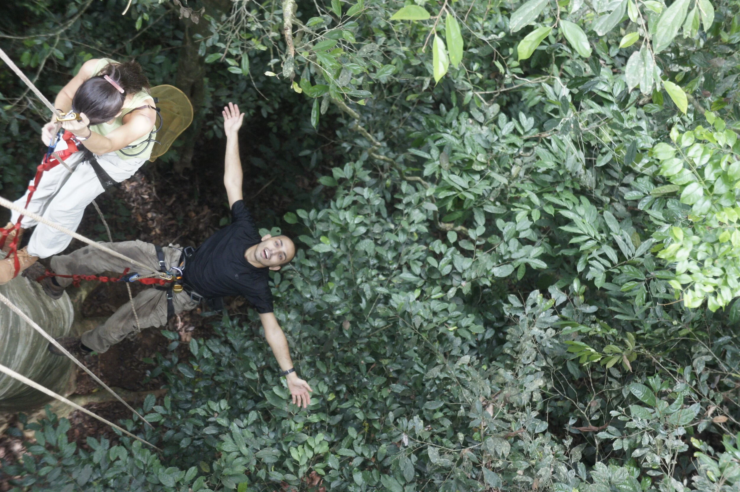 I spent far too much time climbing trees to photograph, ID and study the fruiting rainforest trees in preparation for the new tree nursery we built in town.