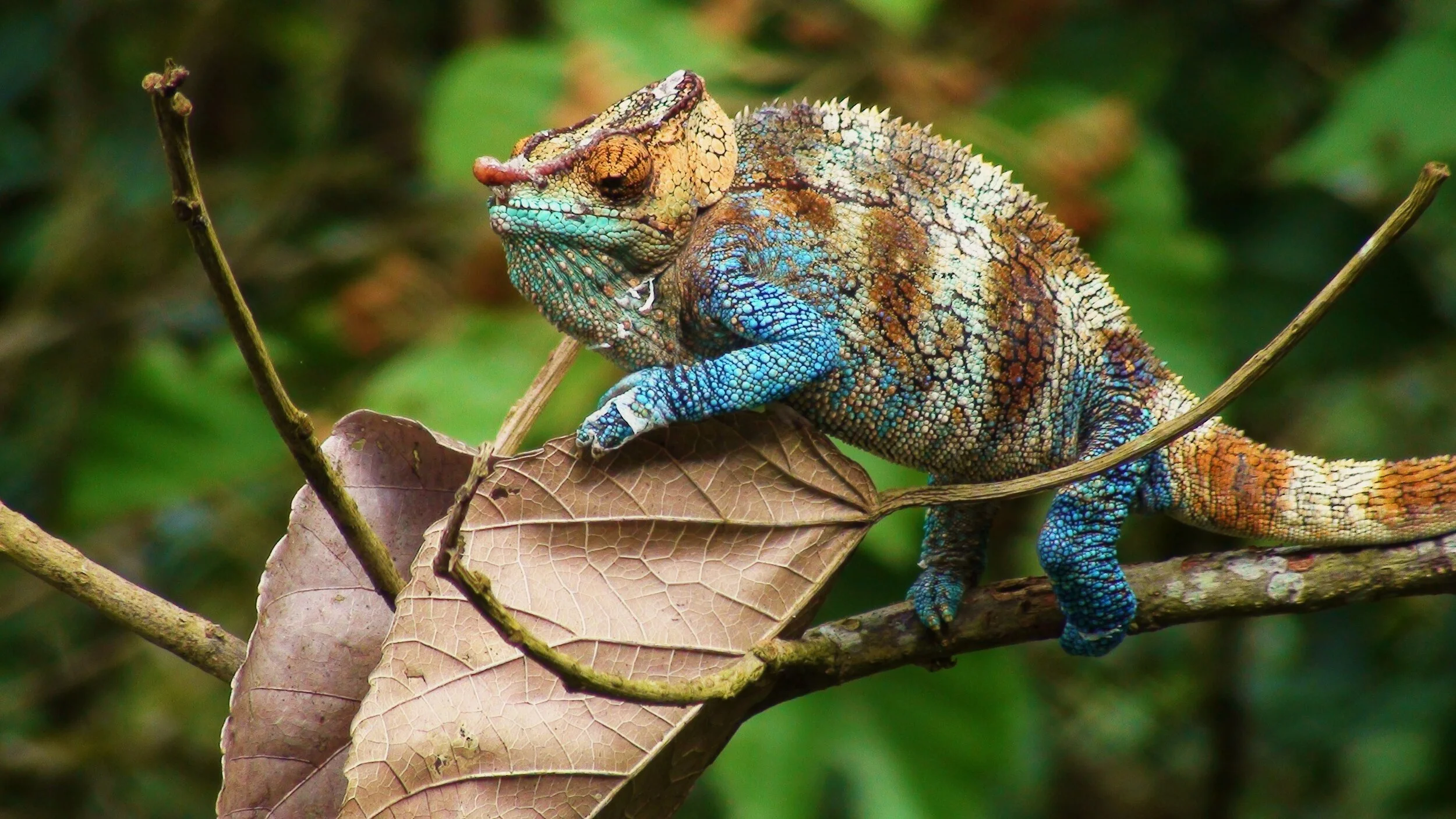 A large chameleon photographed from the canopy observation platform at Centre ValBio. I cannot remember the species name.