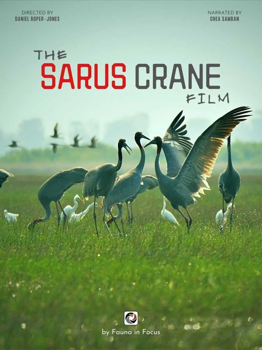 The Sarus Crane Film - med.jpg