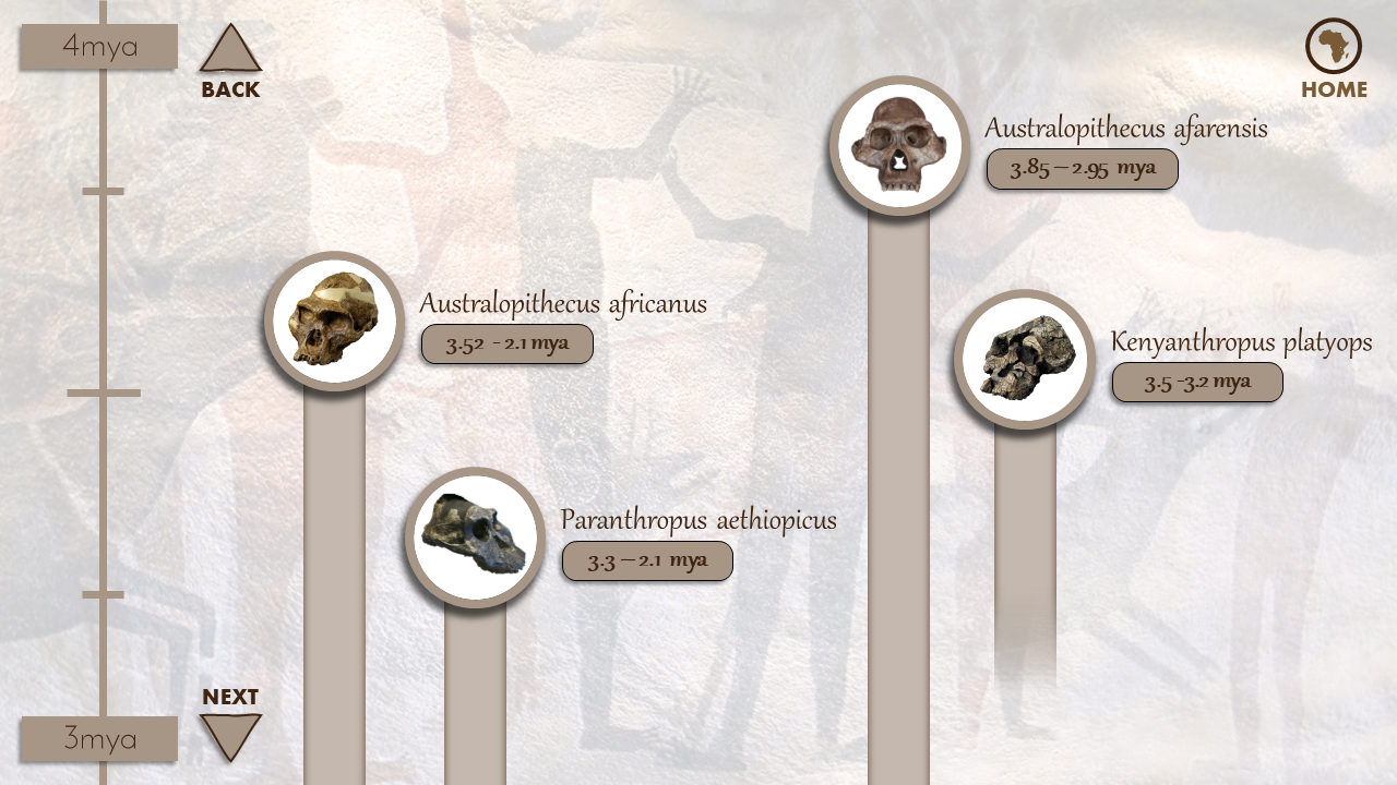 Interactive Human Origins TimelineThis interactive timeline provides a visual scale for the evolution of humans and our closest ancestors. Click on each species as it appears to load more information, explore artistic renderings of the living creatures, or watch video clips on the latest discoveries for that species.