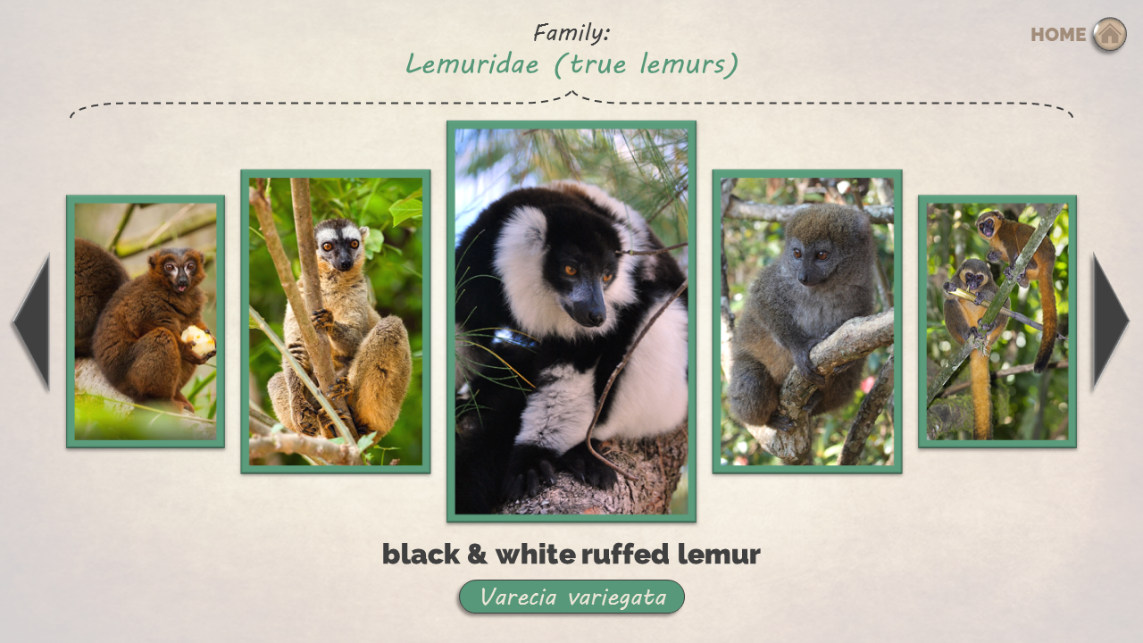 Interactive Lemur GuideThis digital field guide features detailed factsheets on each of the 13 lemur species native to Ranomafana National Park. Students and visitors explore information of species diet, reproduction, ranging behaviors, listen to vocalizations and watch videos. The guide even includes a basic introduction and a lemur trivia quiz.