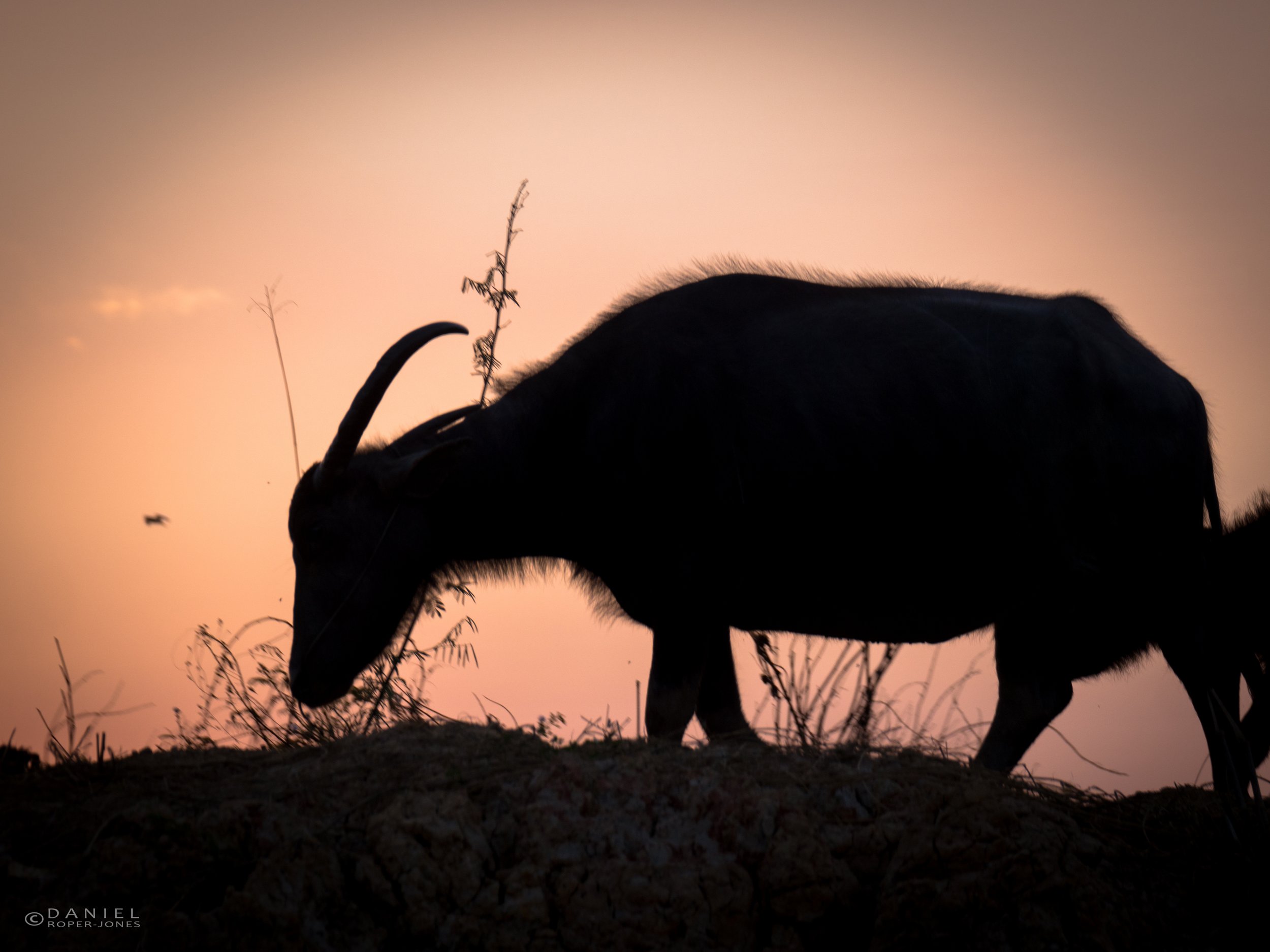 P1110092watermarked.JPG