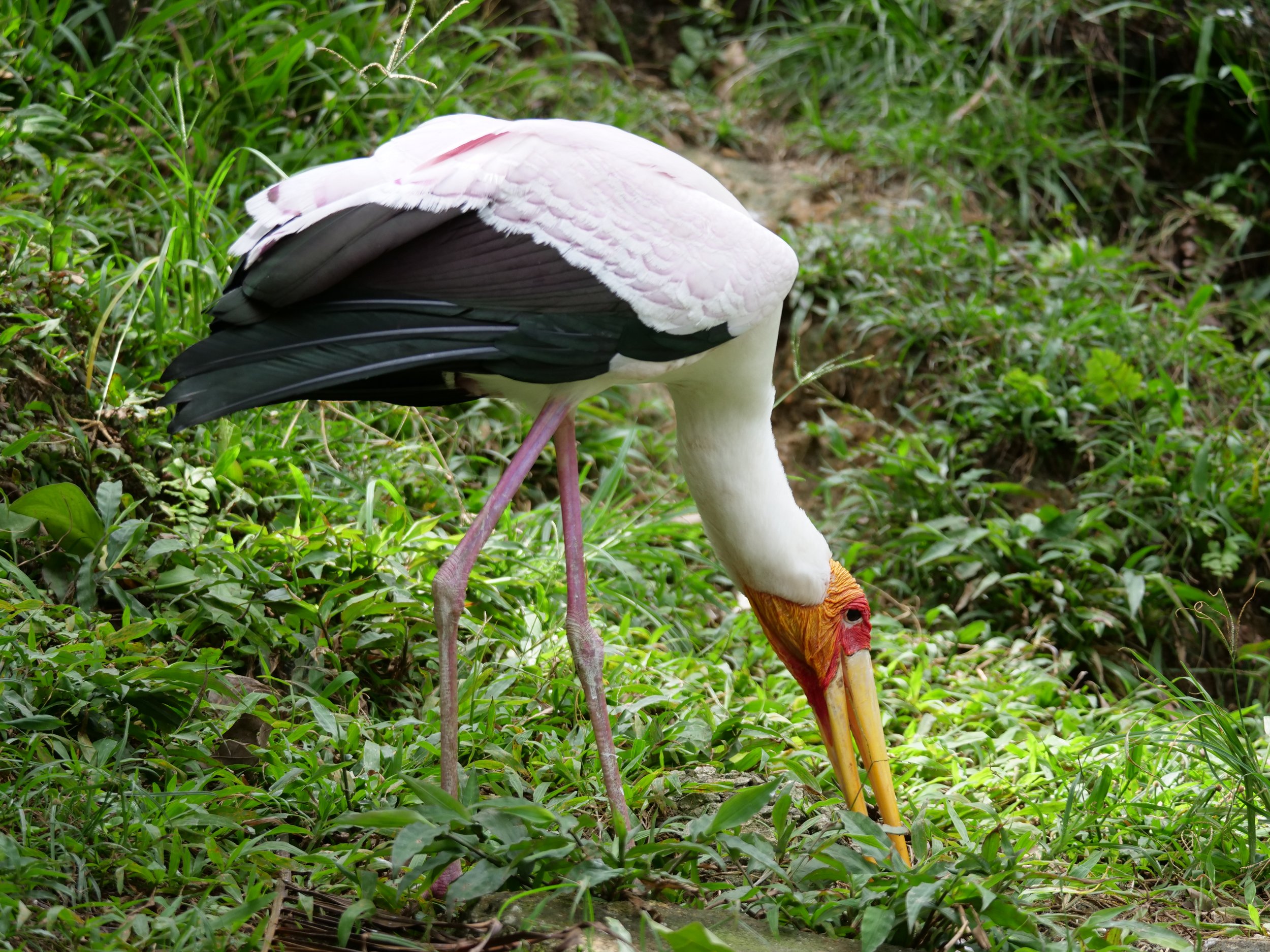 P1066359.JPG