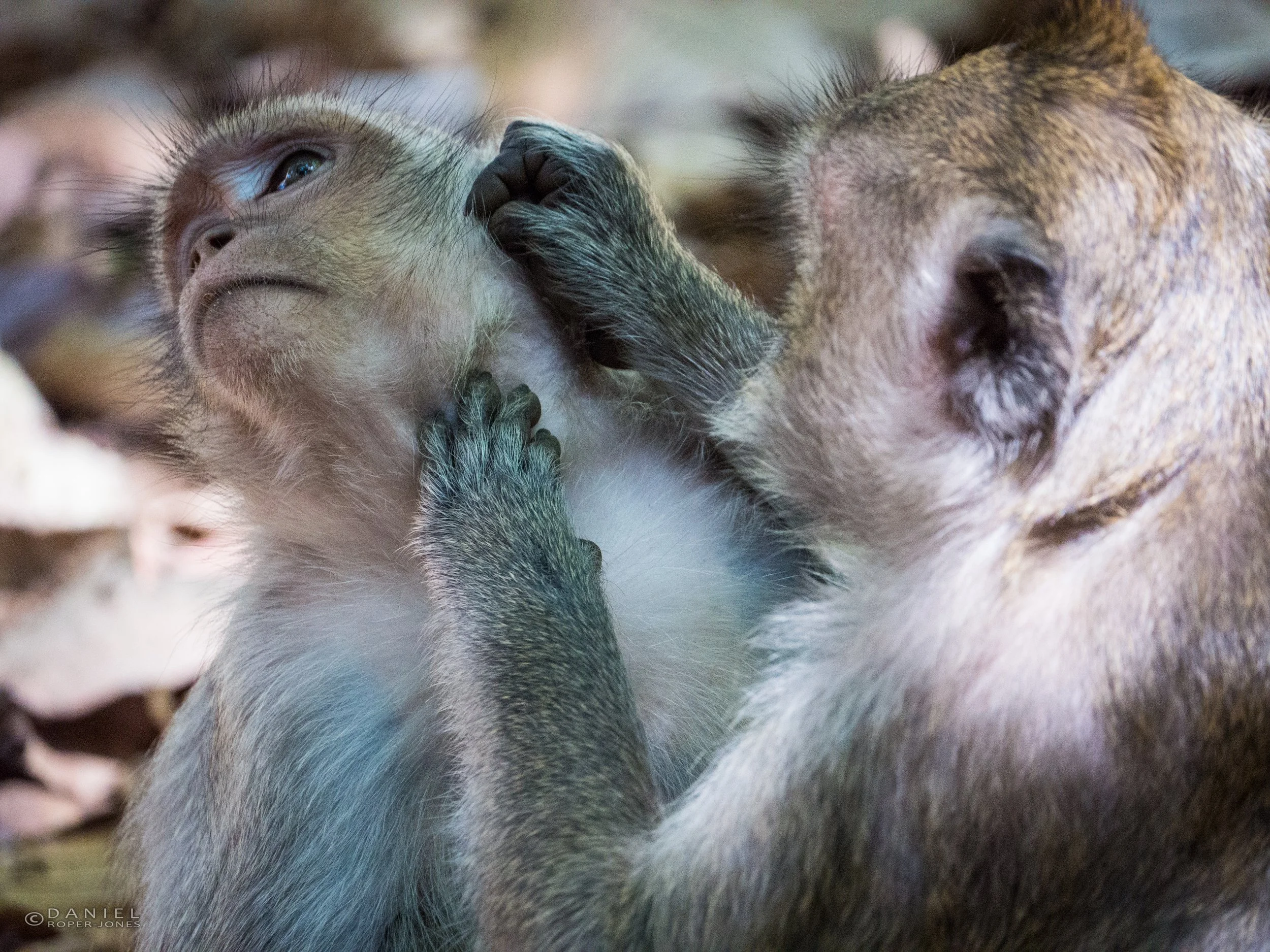 P1100950watermarked.jpg