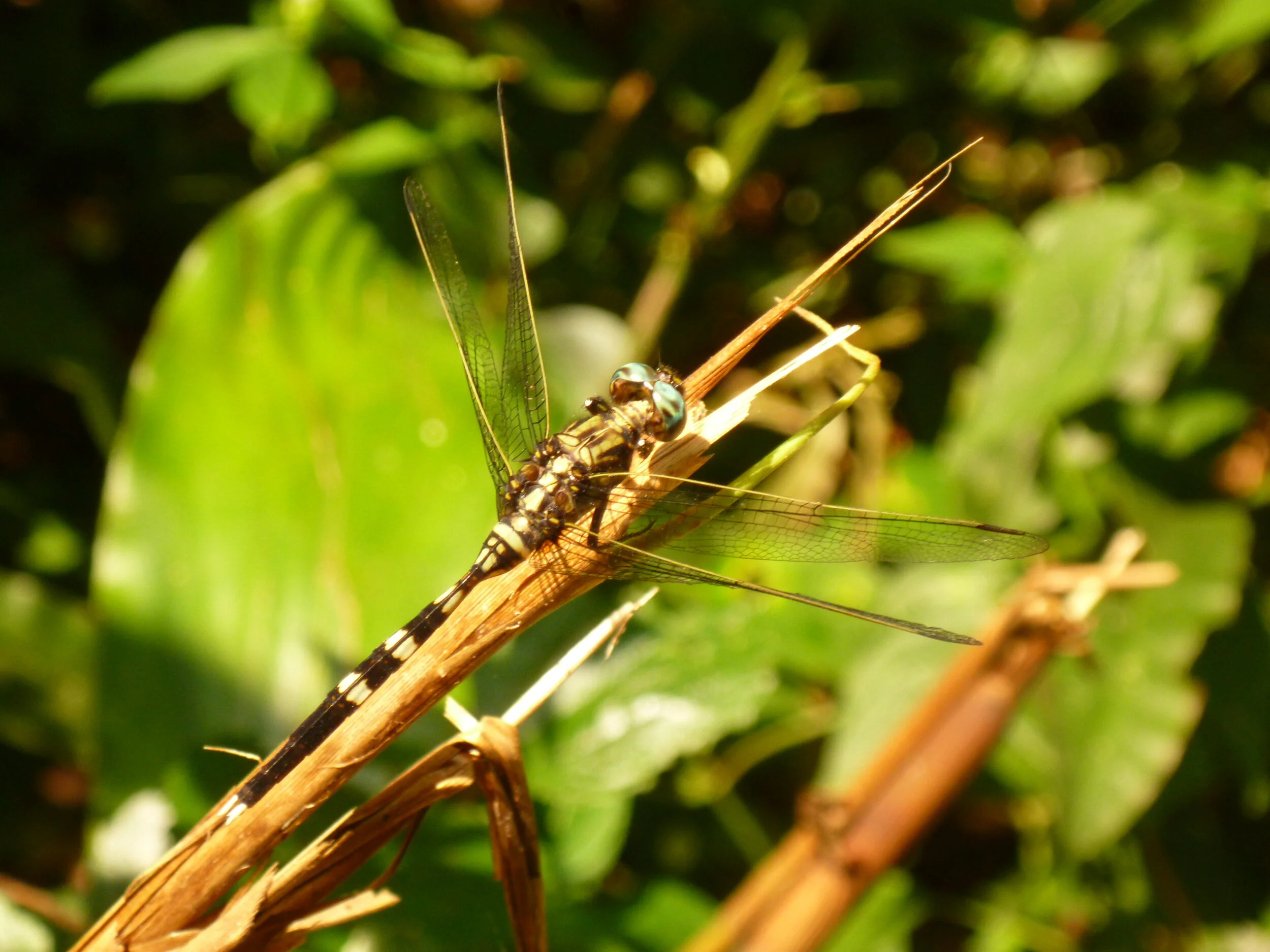P1010177.JPG