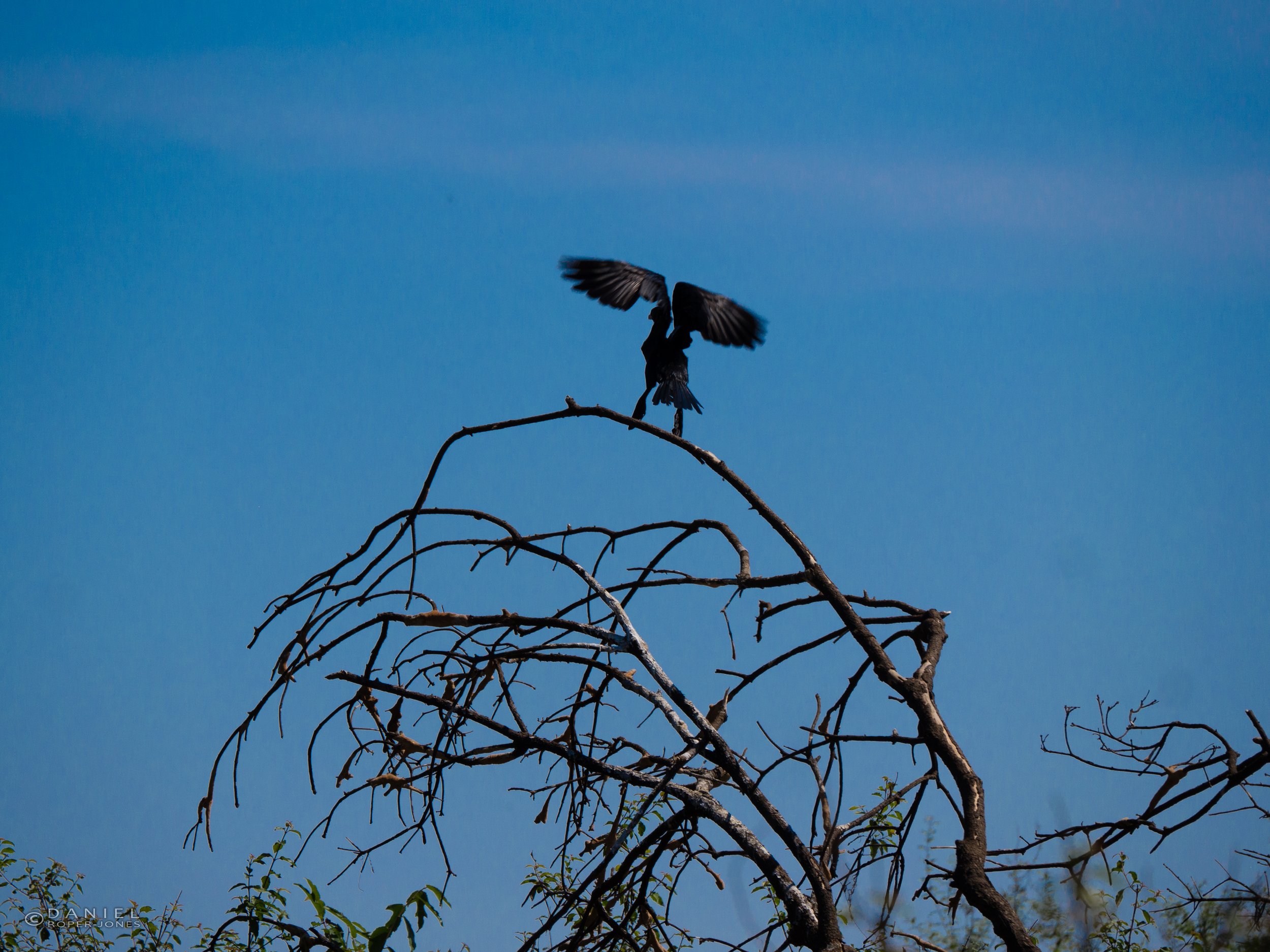 P1110315watermarked.JPG
