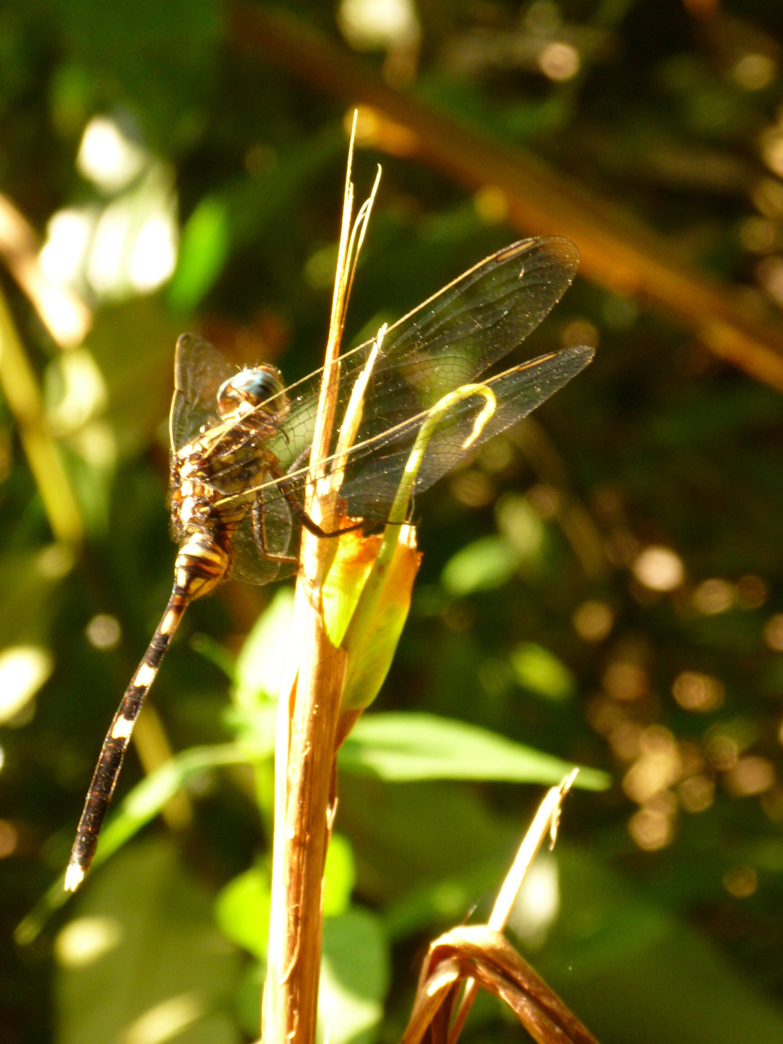 P1010179.JPG
