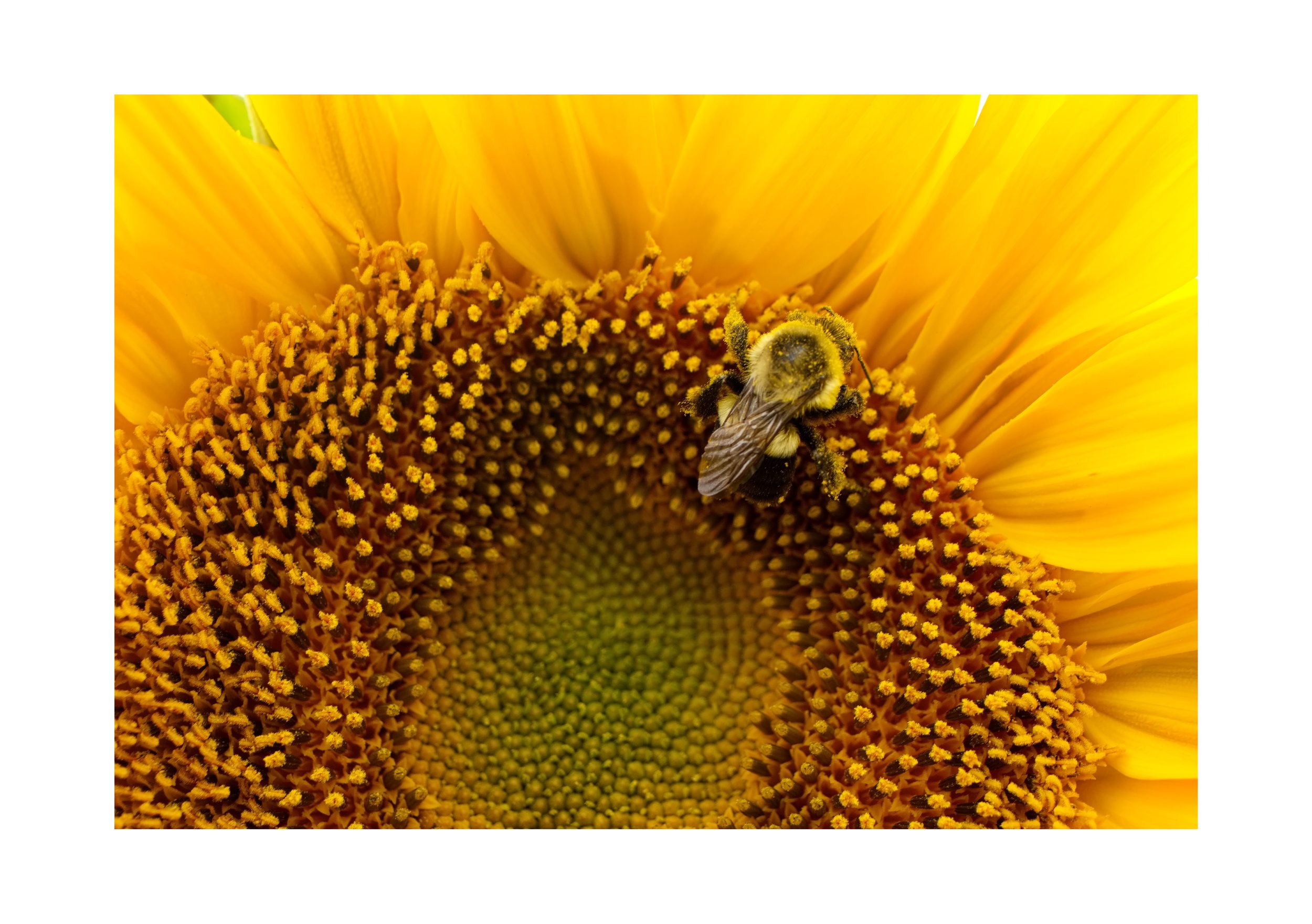 Buzzy at Work $170, fine art print
Series size - 30
Dimensions - 12x18 (unframed) / approx 18x24 (framed)