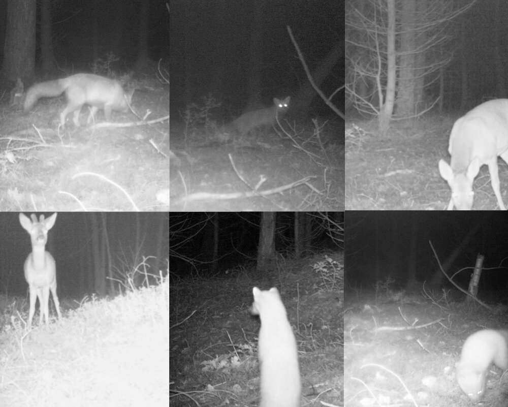Wat sluipt er ‘s nachts door het bos?