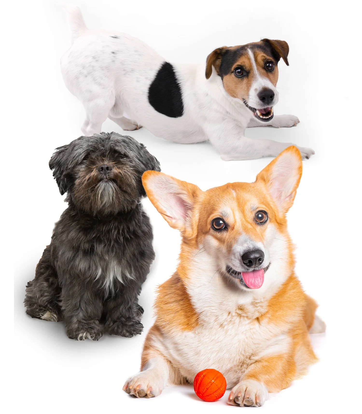 Ruff Ruff Dog Ruff Ruff Dog Grooming & Daycare Services