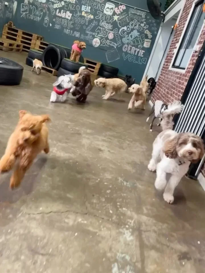 Ruff Ruff Dog Grooming & Daycare