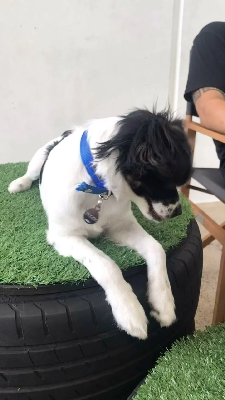 Dog Grooming Enquiry — Ruff Ruff Dog Grooming and Daycare