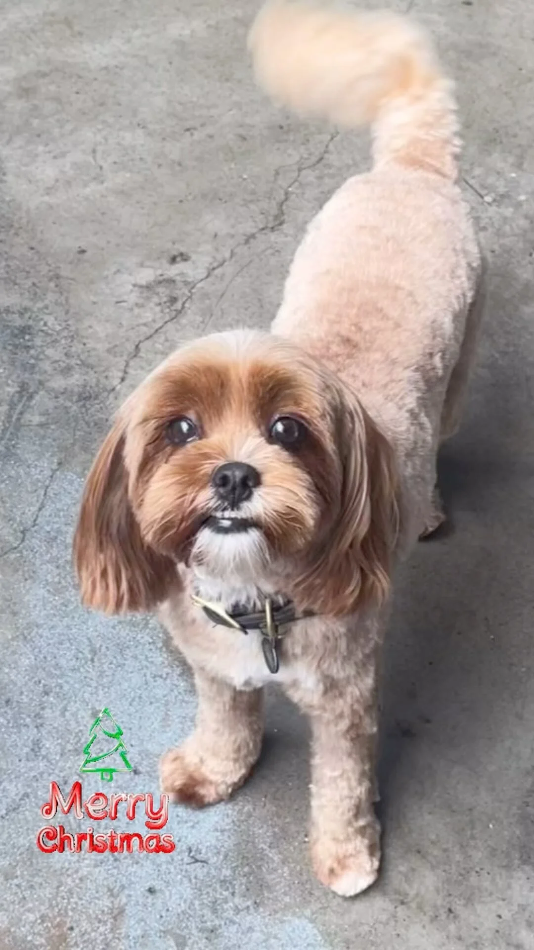 Dog Grooming Enquiry — Ruff Ruff Dog Grooming and Daycare