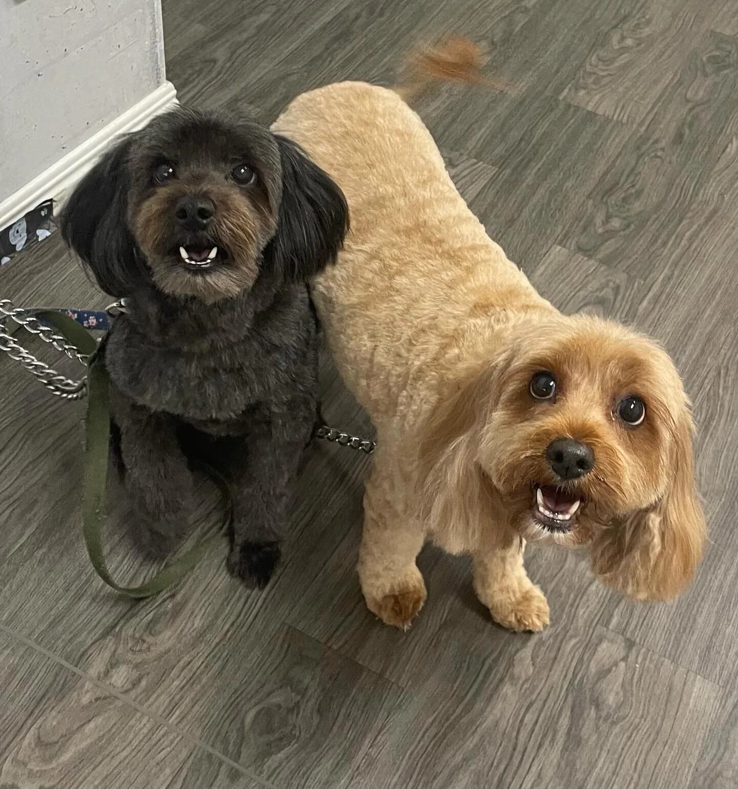 Doggy Daycare Enquiry — Ruff Ruff Dog Grooming and Daycare