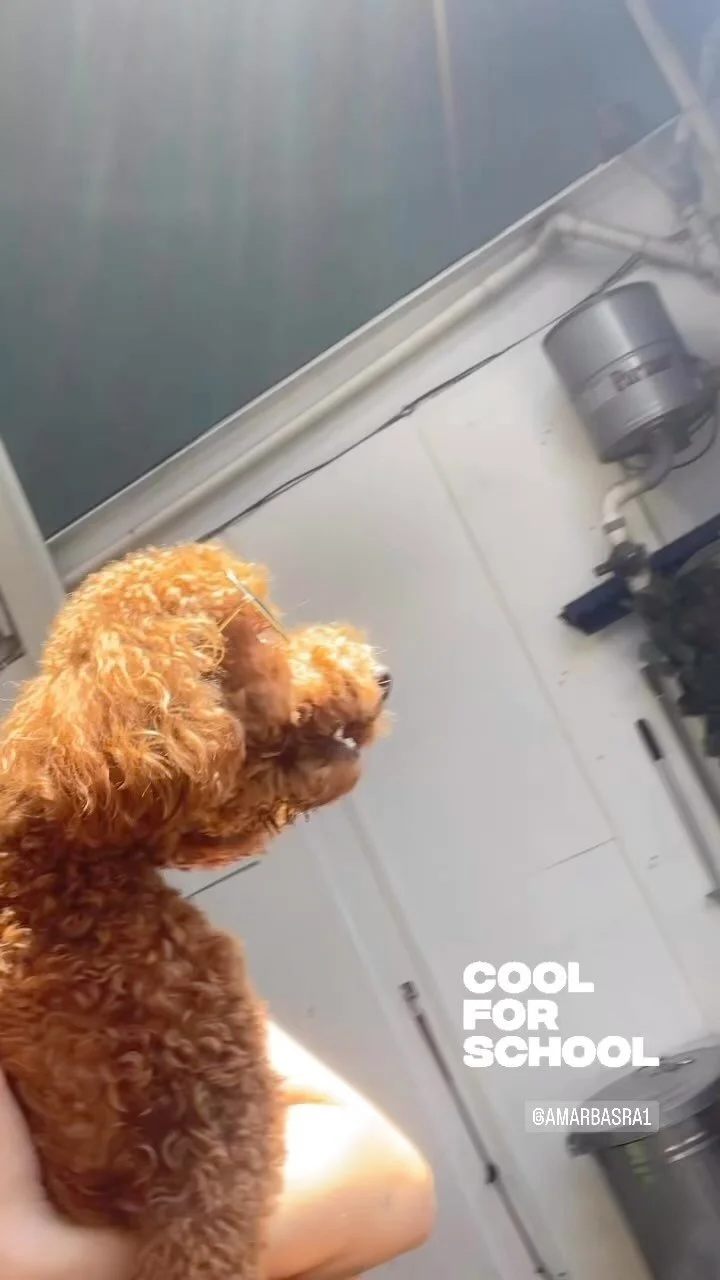 Doggy Daycare Enquiry — Ruff Ruff Dog Grooming and Daycare