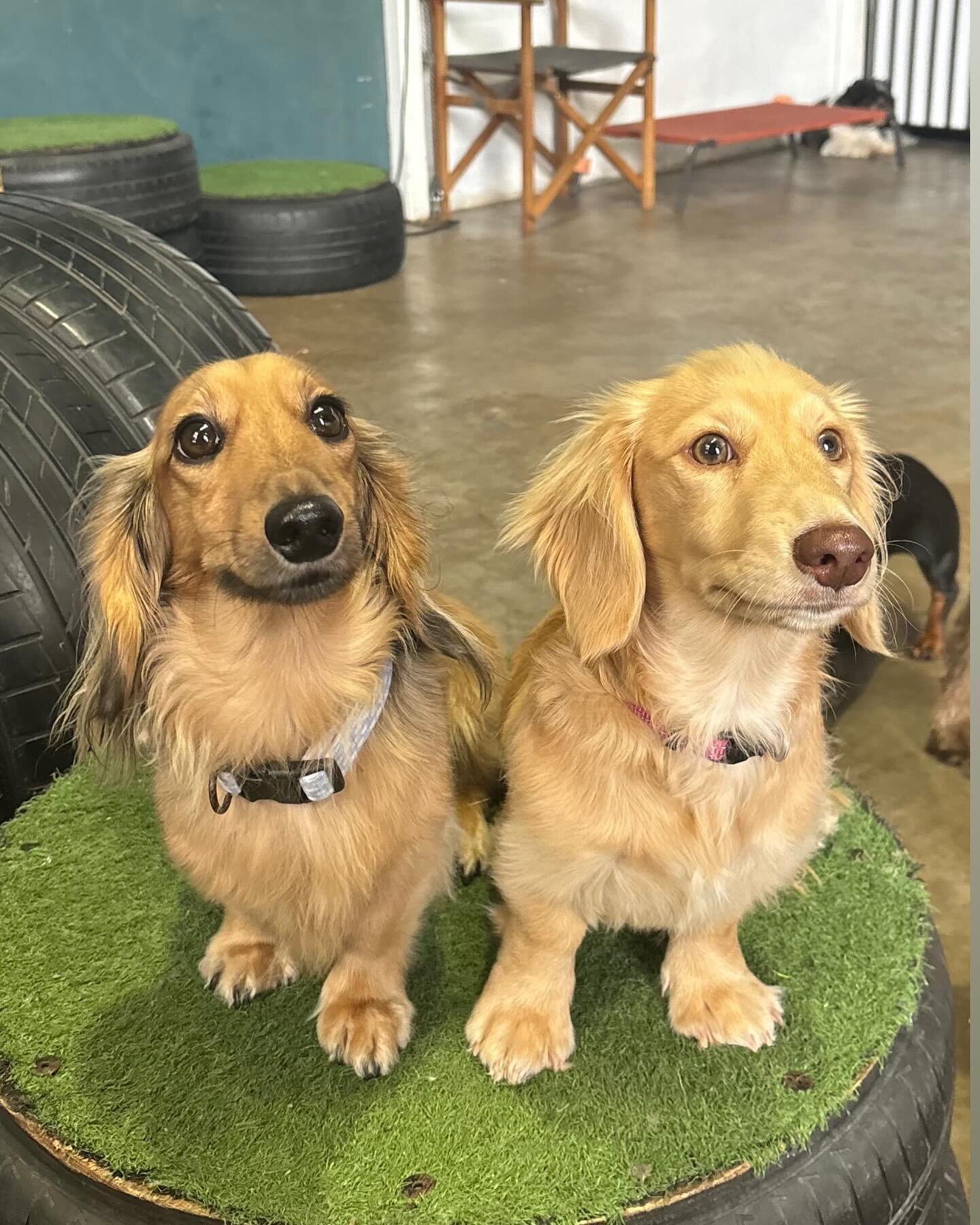 Ruff Ruff Dog Doggy Daycare Enquiry — Ruff Ruff Dog Grooming and Daycare