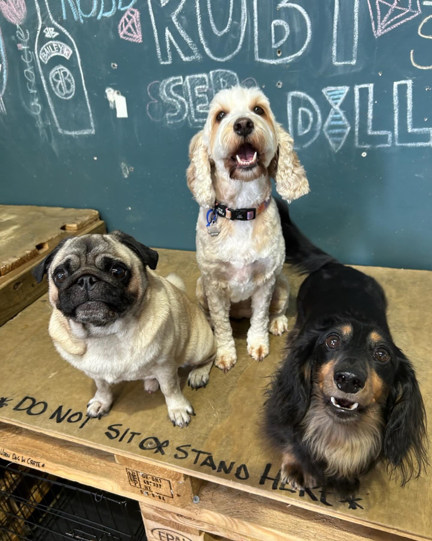 Love my friends and daycare days @ruffruffdgdc  #doggydaycarelife #livingourbestlife #doglovers #dogsofbrisbane #dogsarelife #dogsarefamily #itsadogthing #livelaughbark #friendsforever❤️ #supportsmallbusiness