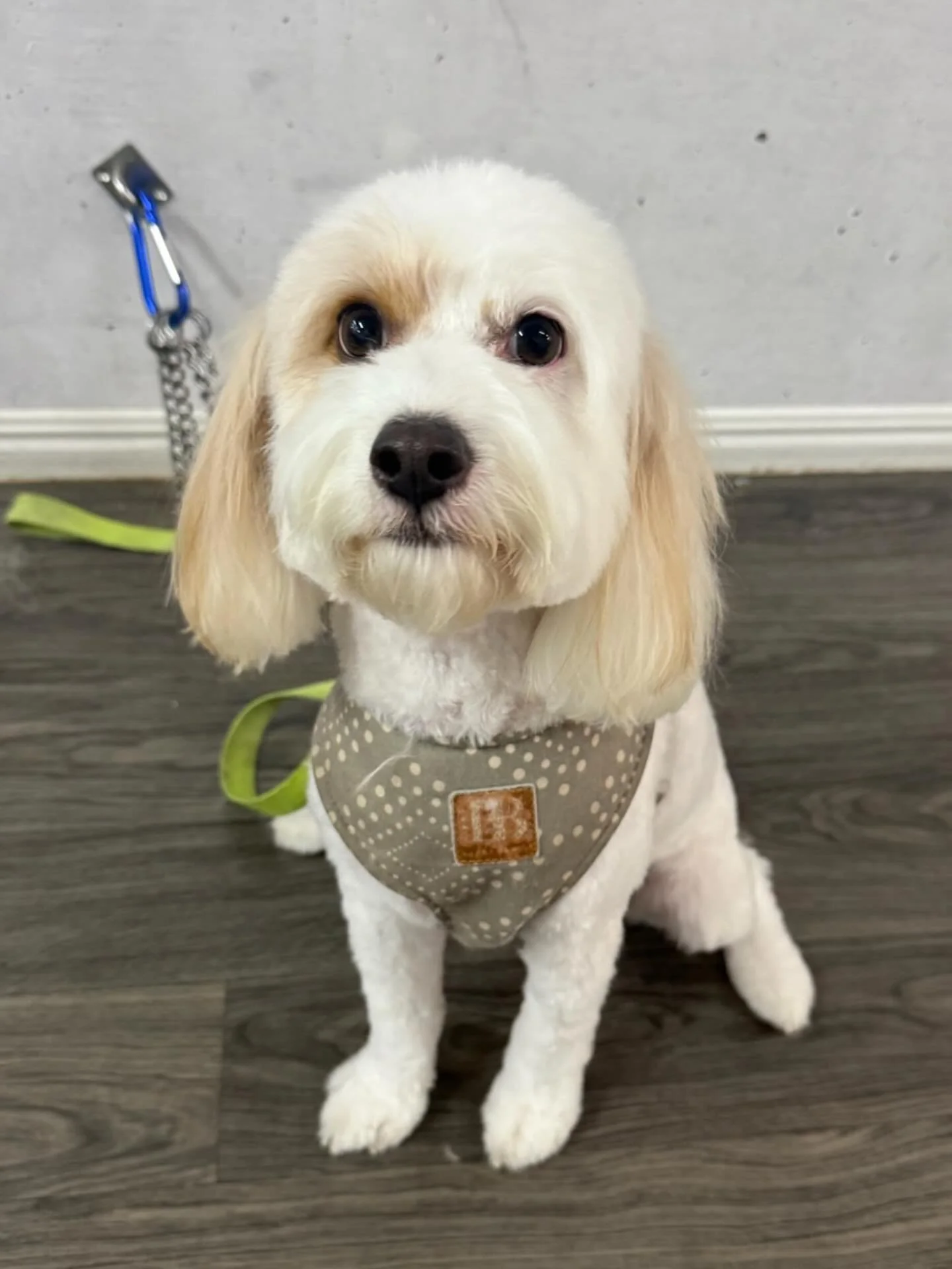 Feeling like a good boy after my groom! #dogoftheday #doglovers #dogsofbrisbanedoggroomingbrisbane#dogsofbulimba #mustlovedogs❤️🐶🐾 #livelaughbark #itsadogthing #supportsmallbusiness