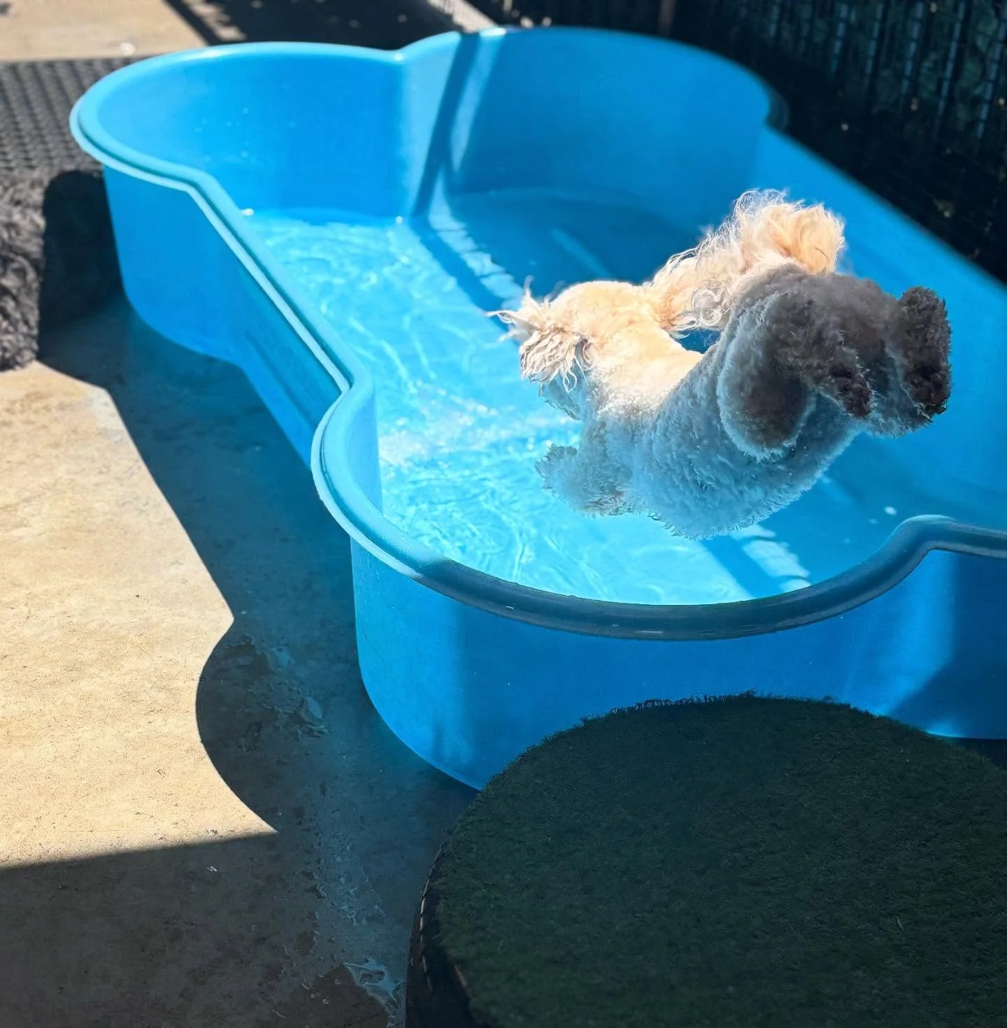 Friday vibes @ruffruffdgdc #poolparty #dogsofinstagram #divingdog #dogslife #dogsofbrisbane #itsadogthing #livelaughbark #mustlovedogs❤️🐶🐾 #doglovers #dogsarethebest #dogsarelife #dogsarebetterthanpeople