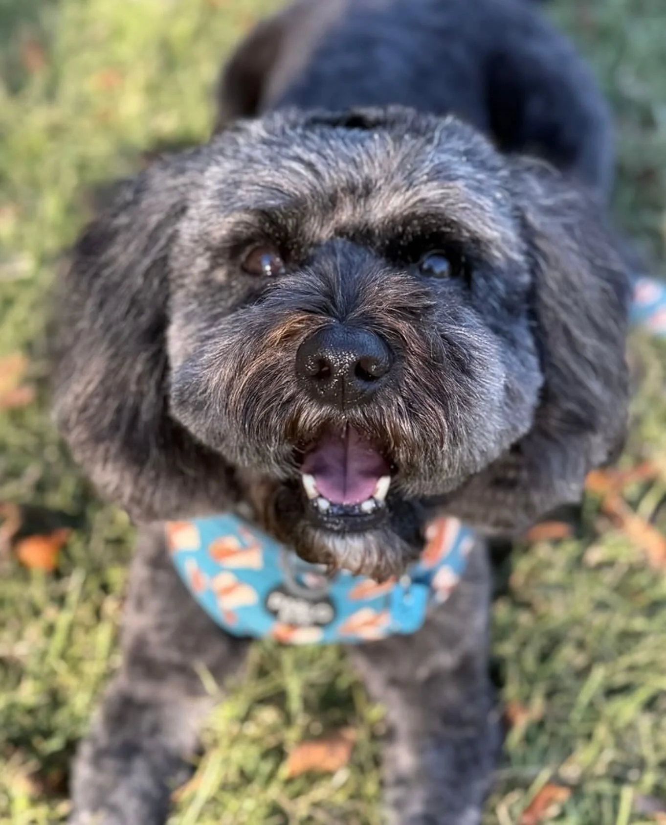 Fresh groom @ruffruffdgdc #doggroomers #freshfeels #dogloversofinstagram #dogsofbrisbane #itsadogthing #livelaughbark #supportsmallbusiness #supportlocal #dogsarethebest #dogoftheday #dogsarefamily❤️🌻 @oreo_cavoodle