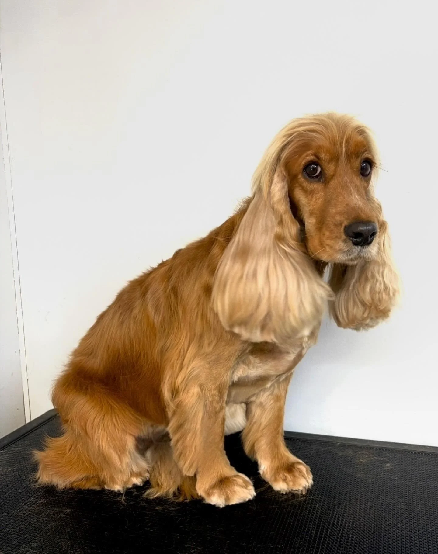 We offer hand stripping @ruffruffdgdc