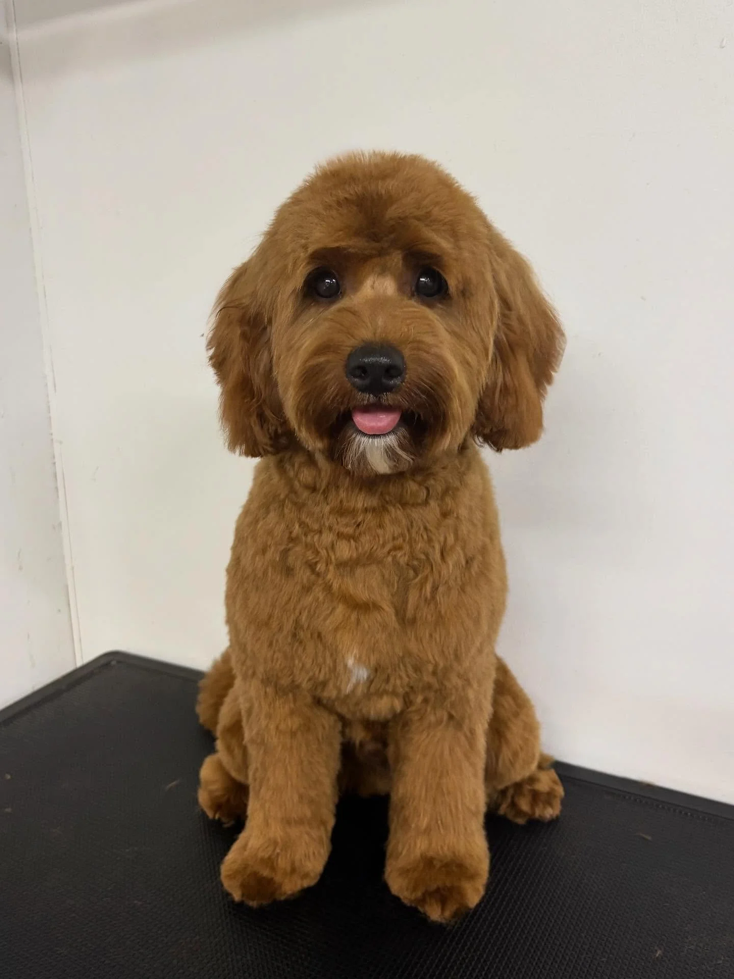 Fresh grooms @ruffruffdgdc #dogsofinstagram #dogoftheday #doglovers #dogsarefamily❤️🌻 #dogsarethebest #itsadogthing #dogloverforlife🐶🐾❤️ #dogsandpals #dogsofbrisbane #mustlovedogs❤️ #livelaughbark #supportsmallbusiness #supportlocal #dogoftheday #