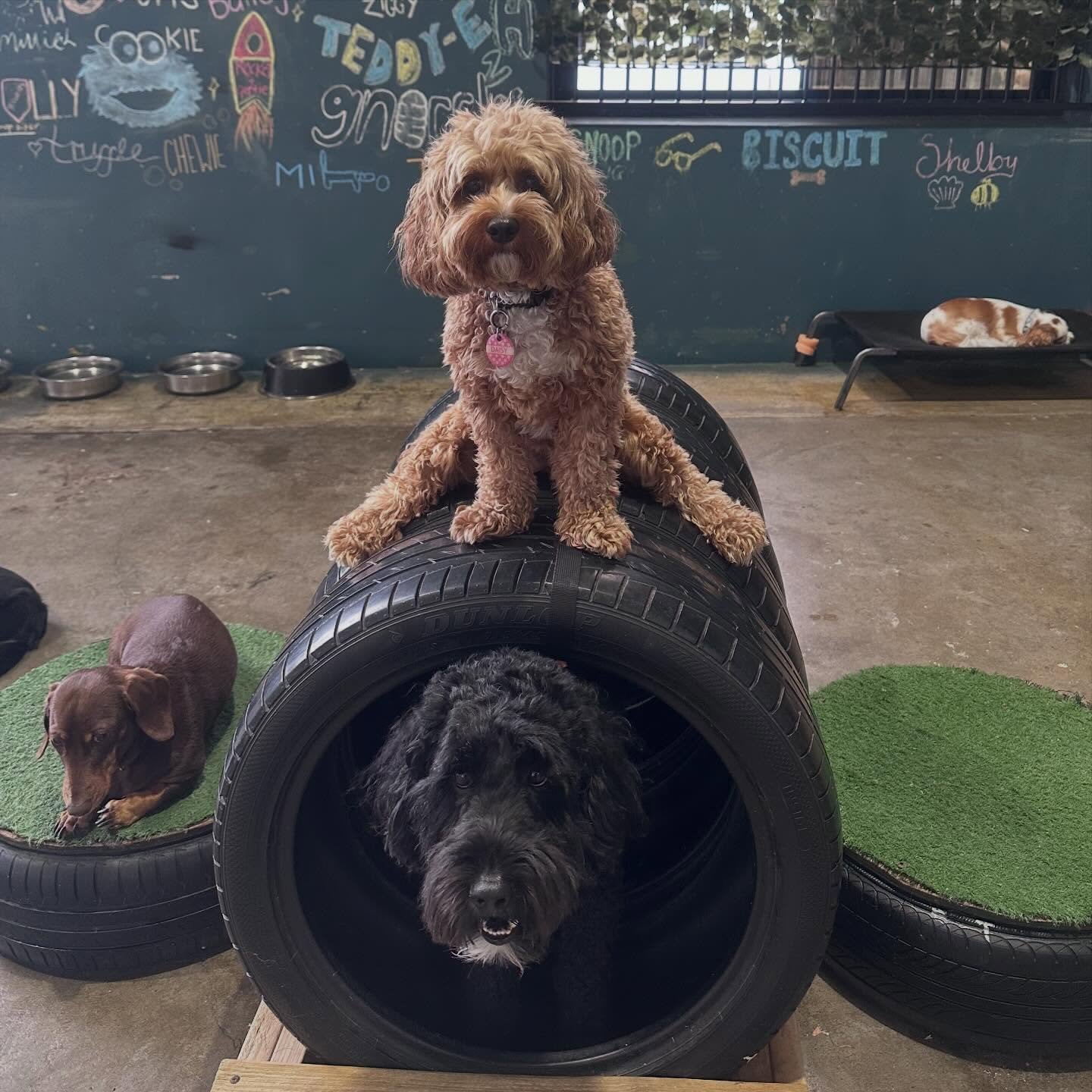 Fun things just happen in daycare @ruffruffdgdc