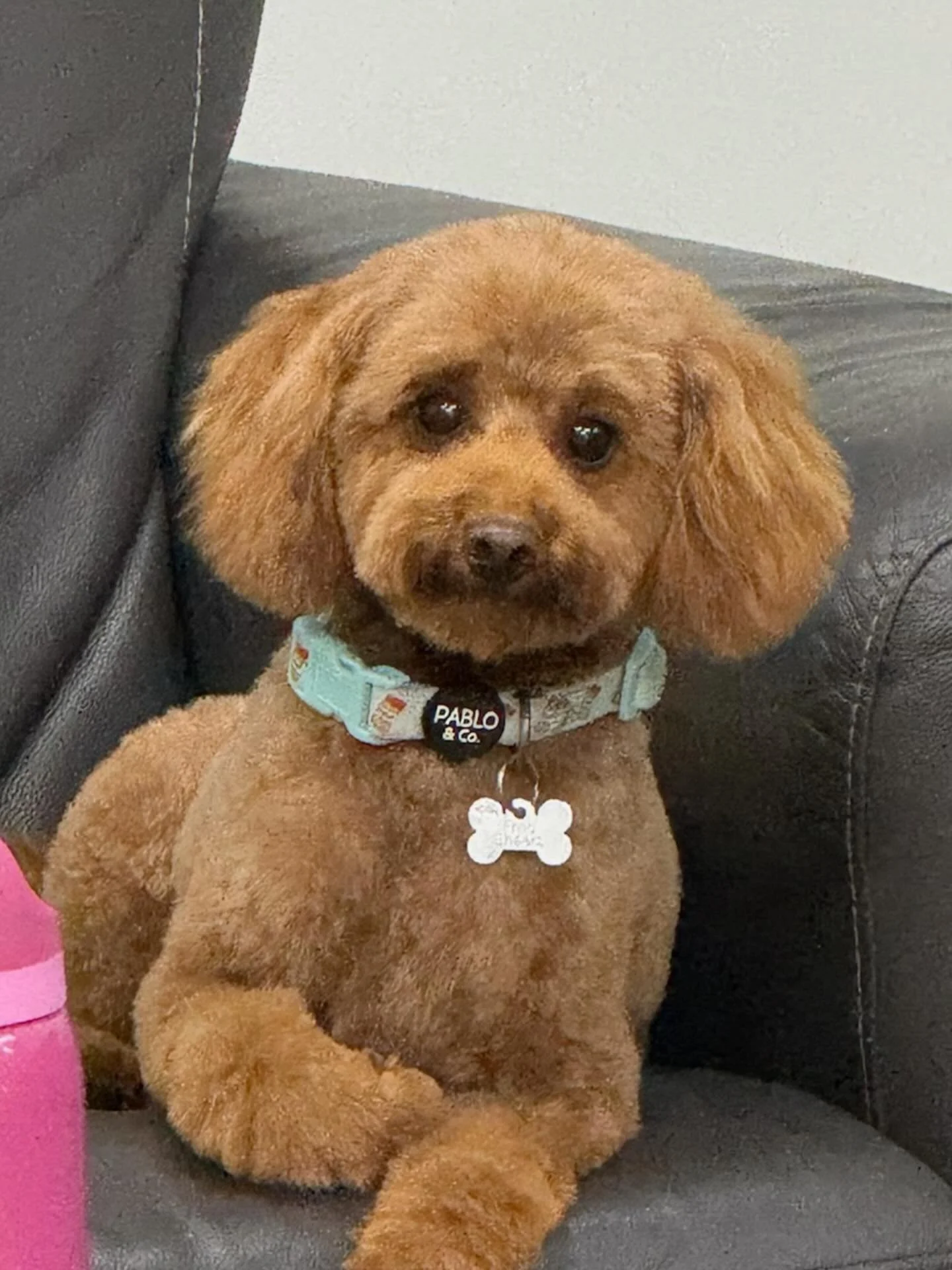 Born this handsome @ruffruffdgdc #doggroom #dogsofinstagram #dogsofbrisbane #dogsarethebest #doglovers