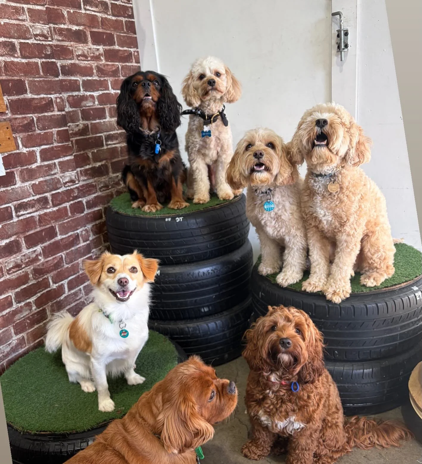 School photo @ruffruffdgdc  daycare #dog #doggrooming #dogdaycare #goodfriends❤️ #mustlovedogs❤️🐶🐾