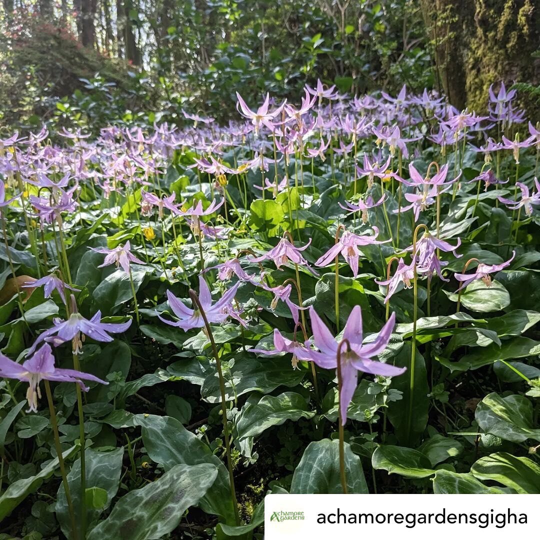 On our Glorious Argyll tour we catch the ferry to the Isle of Gigha, to visit Achamore Gardens. 

Created by Colonel Sir James Horlick in 1944, with inheritance from the family-owned hot drinks company, and with the assistance of Kitty Lloyd Jones, A