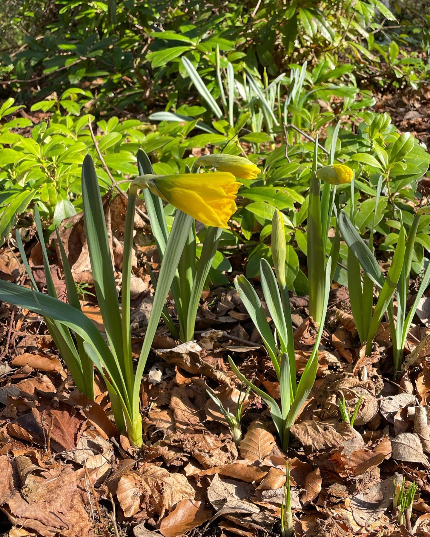 Look at what greeted us this morning on St David&rsquo;s Day! What a joy to find some more colour in the garden and the fields are now also starting to turn green&hellip;

Happy St David&rsquo;s Day 💛
.
.
.
#adderleytravel #gardentours #stdavidsday