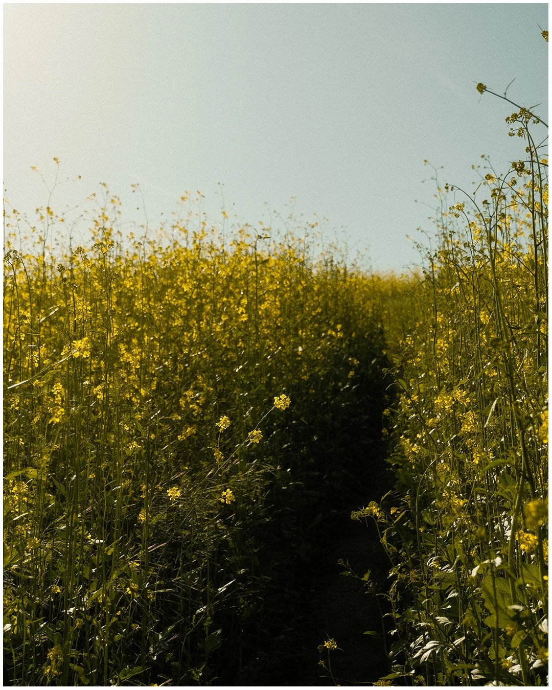 Artboard 1 copy 13.jpg