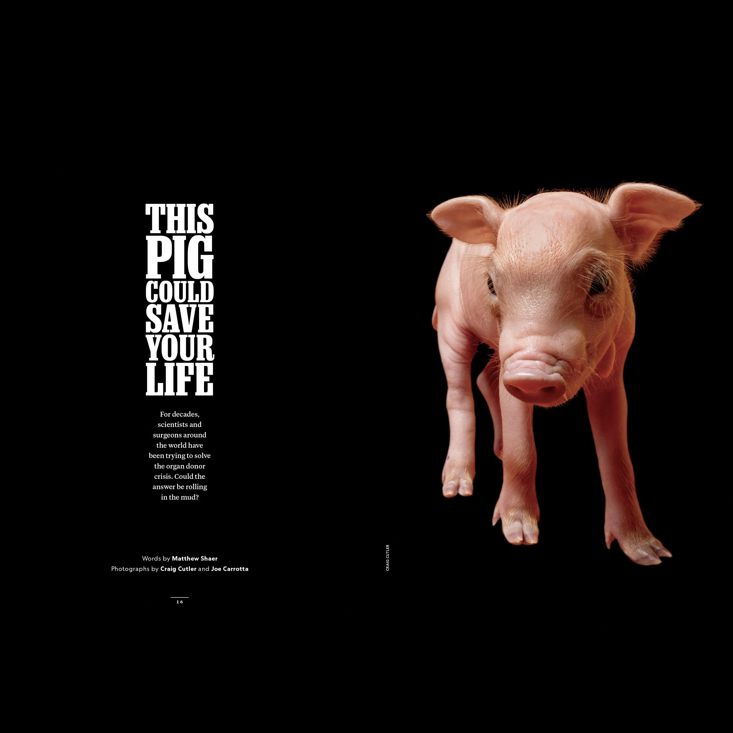 5-Xenotransplants_Degated_Pig.jpg