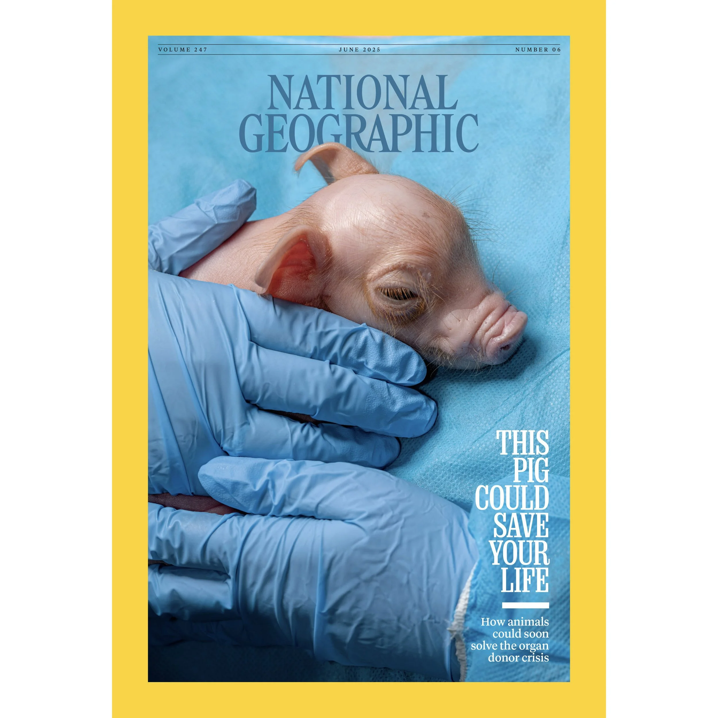National Geographic Magazine - This Pig Could Save Your Life