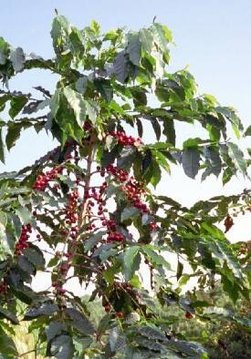 ripe coffee cherry