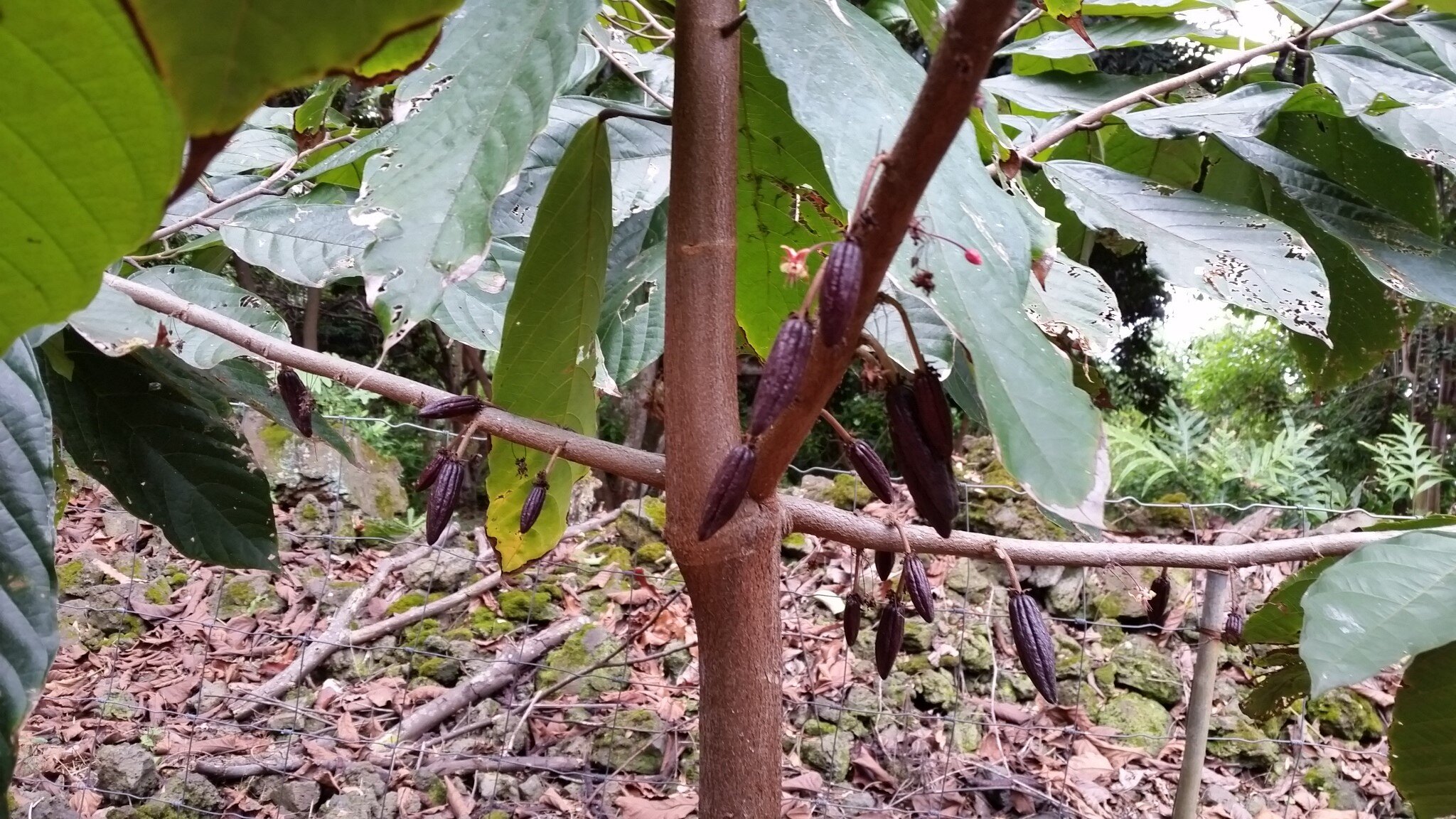 cacao baby pods 06_25_2017 - Copy.jpg