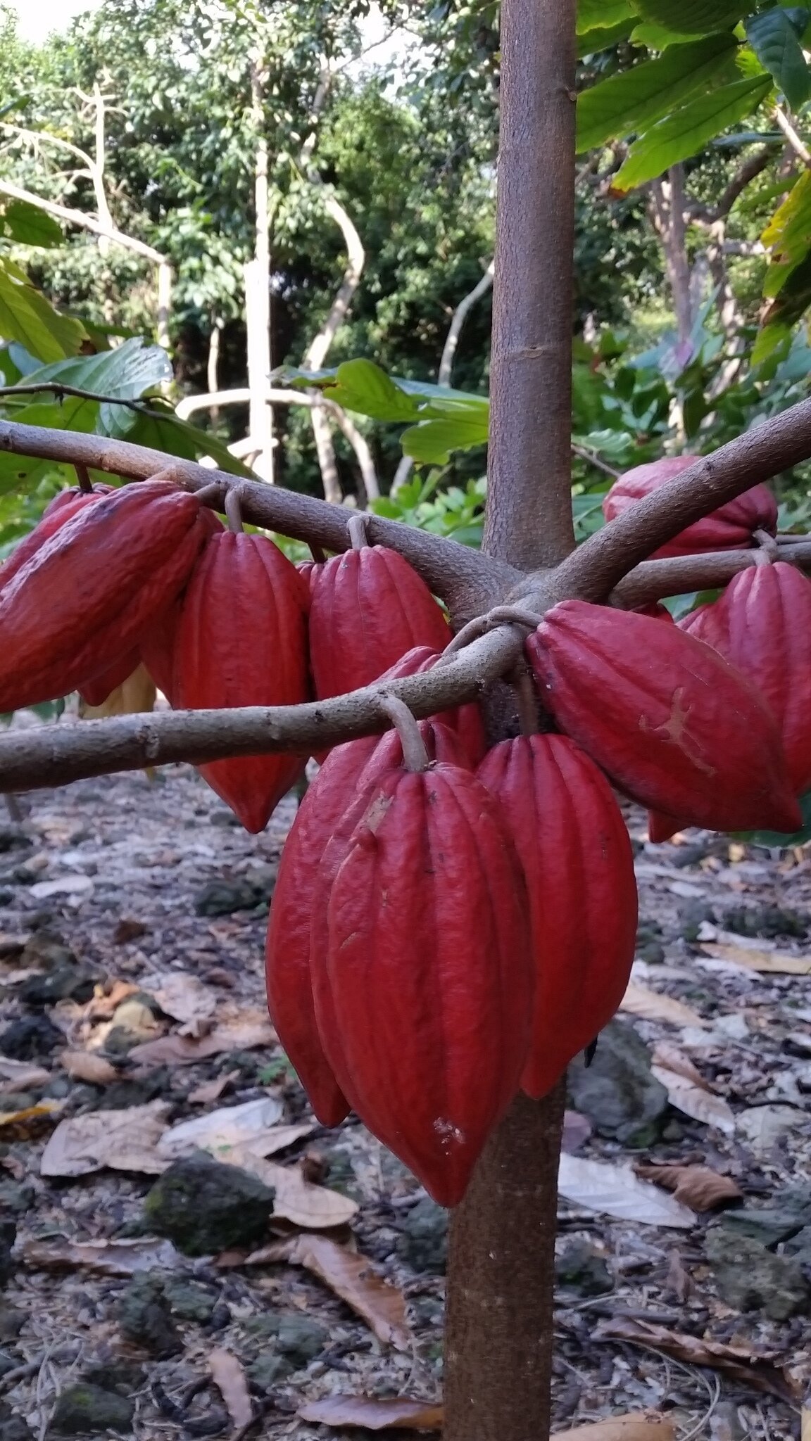 ripe cacao pods