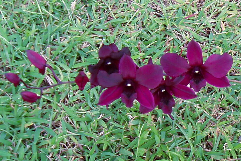 deep purple orchid 4x6.jpg