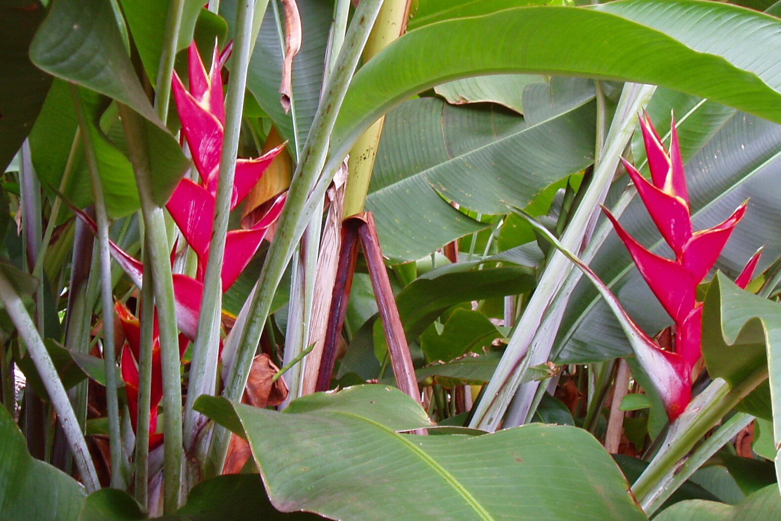 giant red heliconia 4x6.jpg