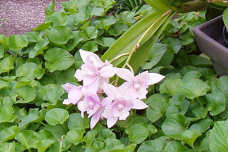 lavender orchid 4x6.jpg