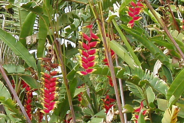 lobster claw heliconia 2 4x6.jpg