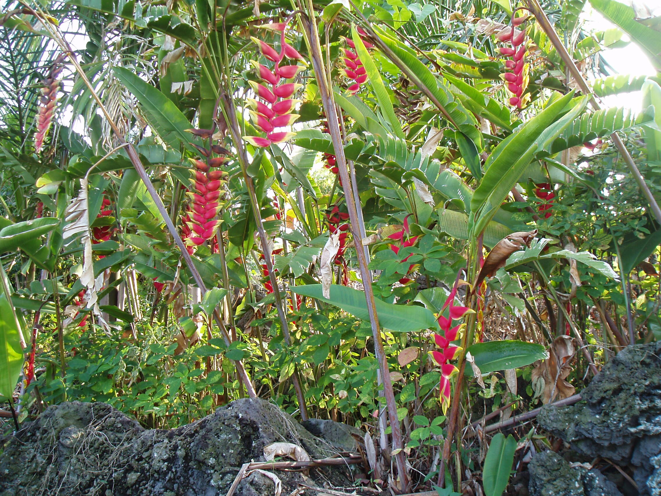 lobster claw heliconia.JPG