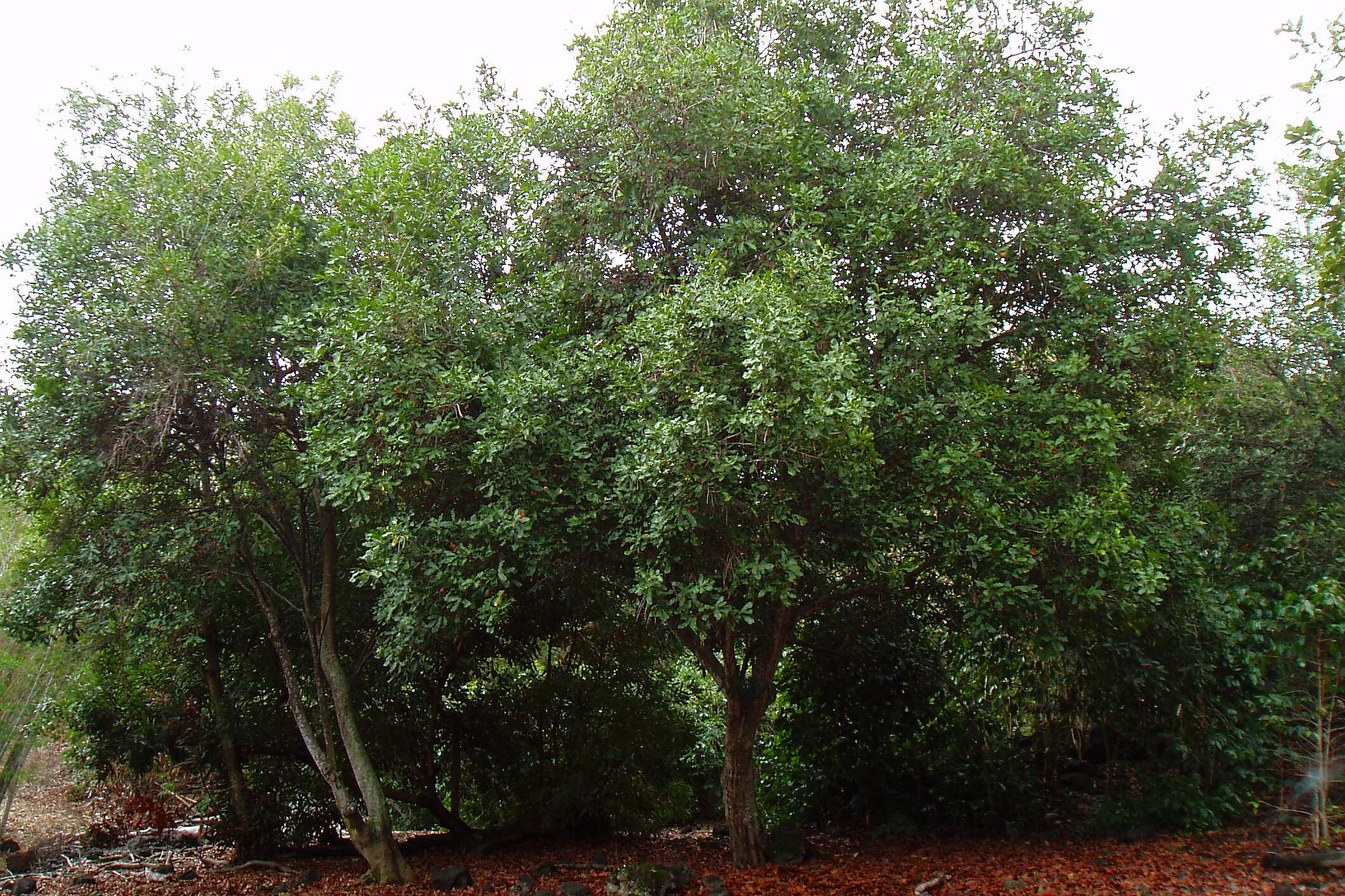macadamia trees 4x6.jpg