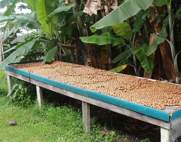 Macnuts-drying-on-tableWEB.jpg